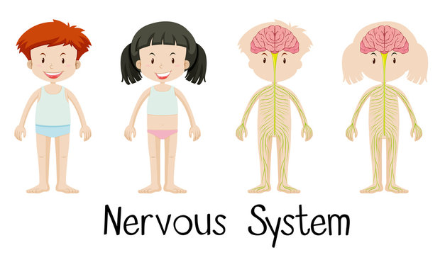 Nervous system of boy and girl
