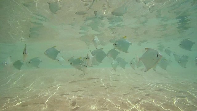 school of fish silver moony or silver moonfish (Monodactylus argenteus) swimming in the surf zone, reflected from the surface of the water, Indian Ocean, Hikkaduwa, Sri Lanka, South Asia
