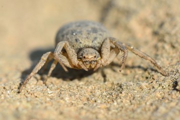 Crab spider in Azerbaijan camouflaged against desert. A spider most likely in the family Thomisidae, coloured to blend in against dry ground on hills near Baku, capital of Azerbaijan
