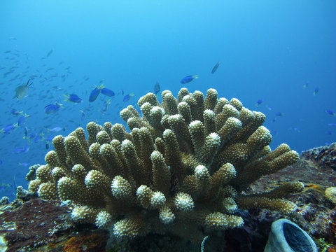 Closed up to the Cauliflower coral in the deep blue sea, Pacific Ocean