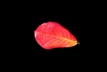 Red leaf isolated on black background