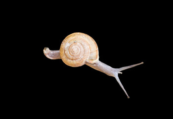 snail isolated on black background