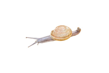snail isolated on white background