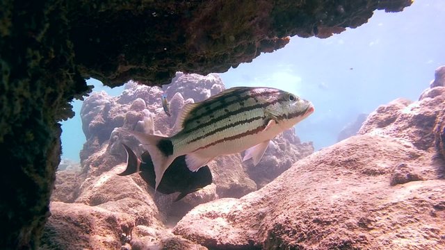 checkered snapper (Lutjanus decussatus) standing under a coral, Indian Ocean, Hikkaduwa, Sri Lanka, South Asia
