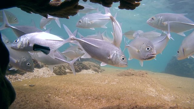 cleaner fish and school of fish Bigeye trevally (Caranx sexfasciatus), Indian Ocean, Hikkaduwa, Sri Lanka, South Asia

