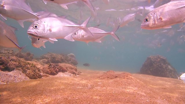 Bigeye trevally (Caranx sexfasciatus) drop by coral, Indian Ocean, Hikkaduwa, Sri Lanka, South Asia
