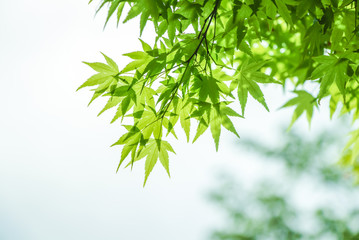 Green maple leaves, kaede / 楓の新緑