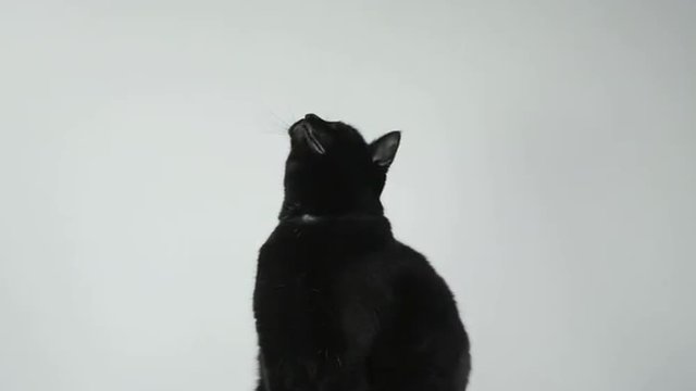 Black cat against a white background playing with a feather wand toy.