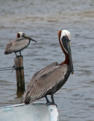 Brown Pelicans perching / roosting on fishing dock post on Isla Blanca in the Cancun Bay in the state of Quintana Roo Mexico along the Mayan Riviera Coast