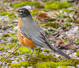 American Robin