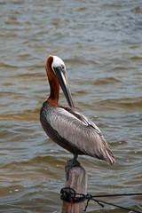 Brown Pelican perching / roosting on fishing dock post on Isla Blanca in the Cancun Bay in the state of Quintana Roo Mexico along the Mayan Riviera Coast