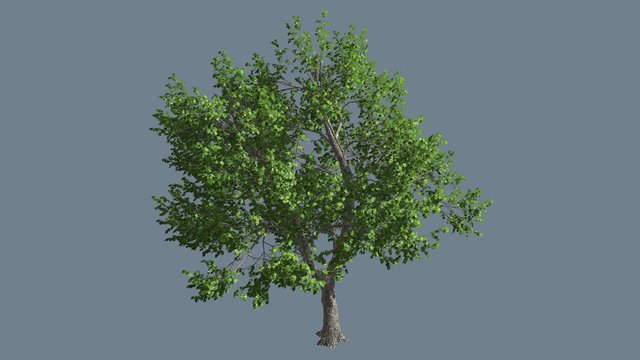 Green Ash Tree Thin Trunk Fluttering Green Leaves Summer Computer Generated Animation Outdoors Studio