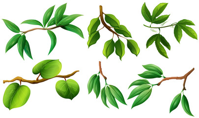 Different type of leaves on branch © blueringmedia