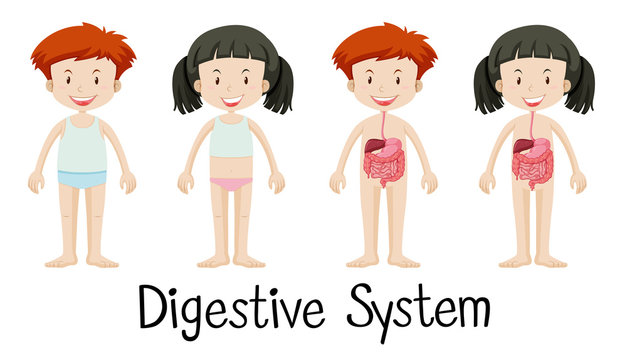 Boy and girl with digestive system