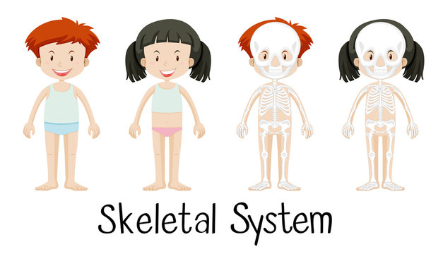 Skeletal system of boy and girl