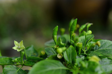 Green hot chili or chilli peppers on a tree