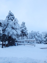 snowed pines and fence