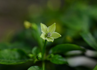 flower pepper