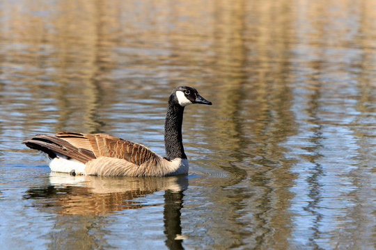 Color DSLR stock image of a Canadian Goose swimming on a calm pond. Horizontal with copy space for text