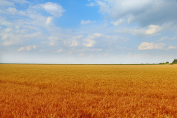 Wheat field against a blue sky