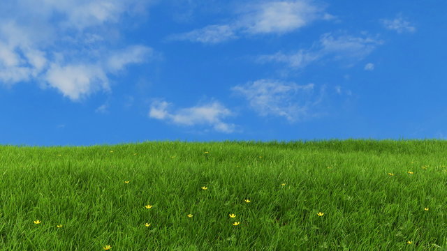 Meadow with green grass and blue sky - pan right