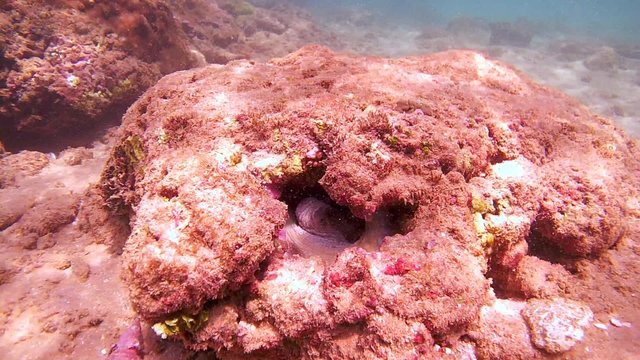 Cyane's octopus (Octopus cyanea) cautiously peeks from his hiding place by changing its color (top view), Indian Ocean, Hikkaduwa, Sri Lanka, South Asia

