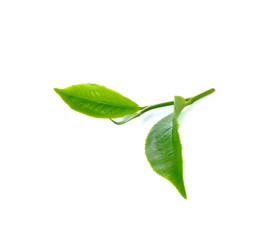 Fresh green tea leaf on white background