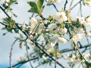 Cherry blossoms against  a blue sky