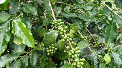  coffee plant
