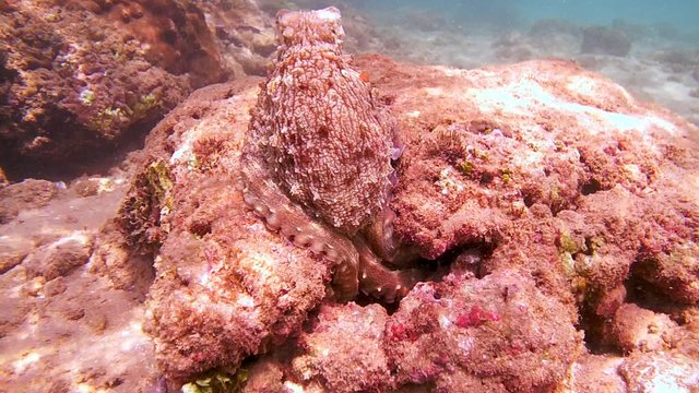 octopus sits on top of the stone and then hiding in a hole (top view), Indian Ocean, Hikkaduwa, Sri Lanka, South Asia

