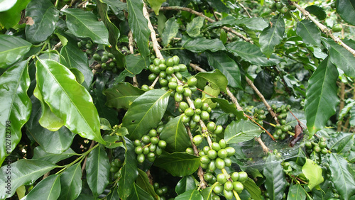 " coffee plant" Stock photo and royalty-free images on Fotolia.com