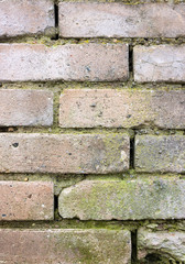 Old bricks background with moss