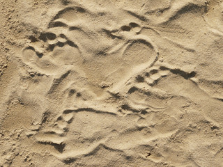 Fototapeta na wymiar sea sand with footprints (series)