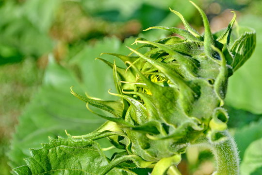 Sunflowers Bud  