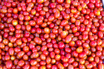 Group of fresh tomatoes