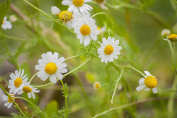 Macro of beautiful white daisies flowers close up