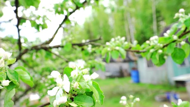 Apple Twig With White Flowers