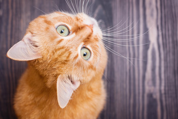 Cat sitting on the wooden floor