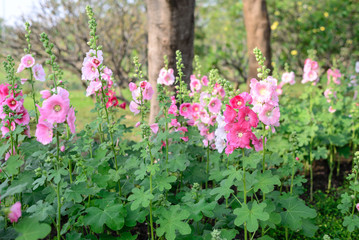 Beautiful pink hollyhock flowers in garden.