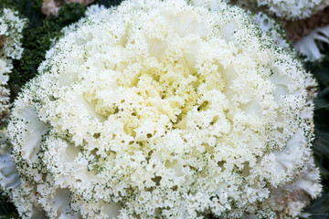 Decorative cauliflower