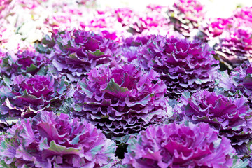 Decorative cauliflower