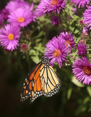 Monarch Butterfly on New England Aster