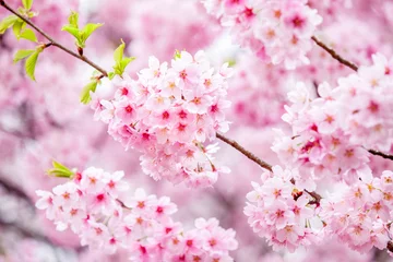Abwaschbare Fototapete Lila Japanische Kirschblüte im Frühling