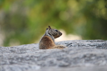 Grey Squirrel On Boulder