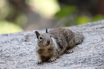 Grey Squirrel Close Up On Boulder