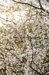 Blossom cherry tree in sunset light