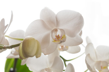 Weiße Phalaenopsis Orchidee vor weißem Hintergrund