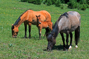 Obraz premium Wild Horse Mustang Mare with Buckskin Baby Colt Foal on Pryor Mountain Montana USA