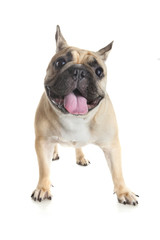 French bulldog on white background