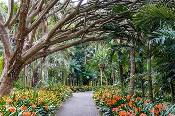 Gardinen Allee des Botanischen Gartens © Olga K